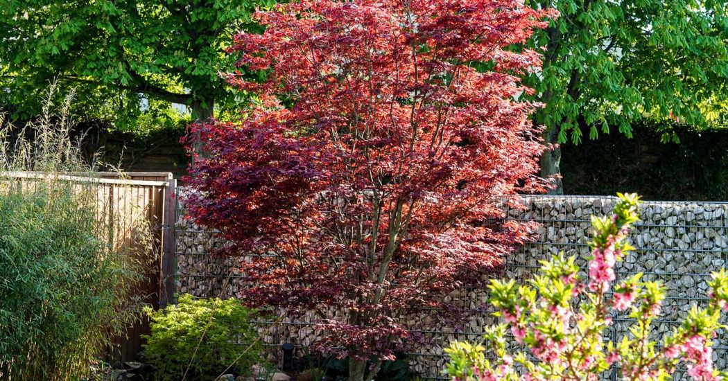 Acer Palmatum Bloodgood