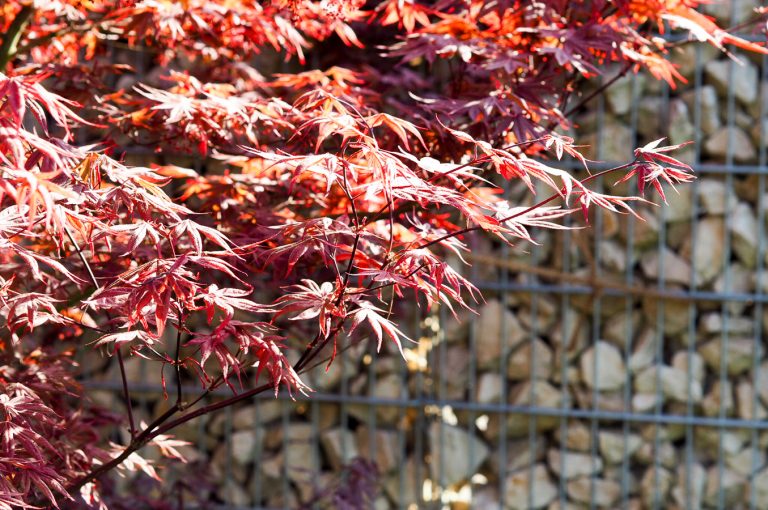 Wie erkenne ich einen Pilz bei einem japanischen Ahorn? • Ich seh grün