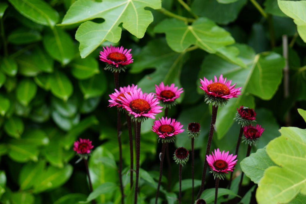 Echinacea