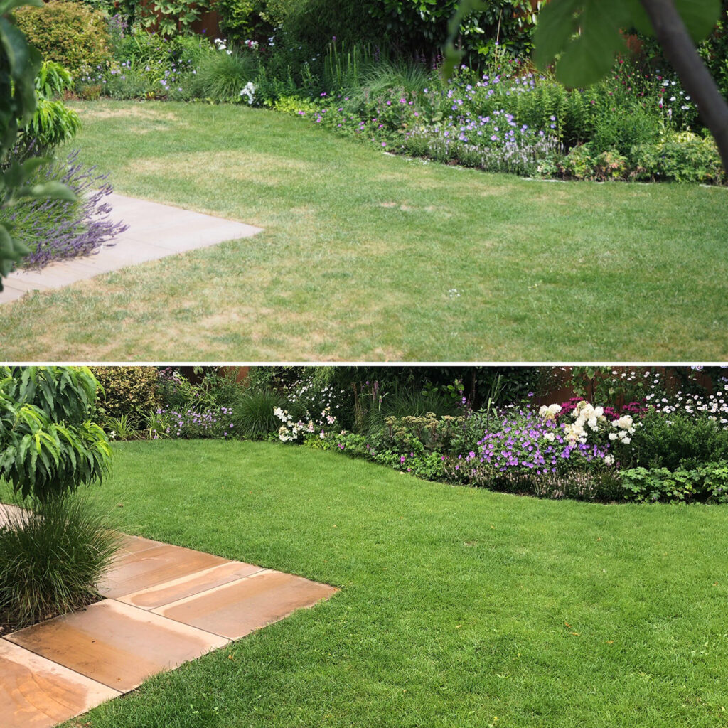 Rasen mit vor und nach Sommerdüngung