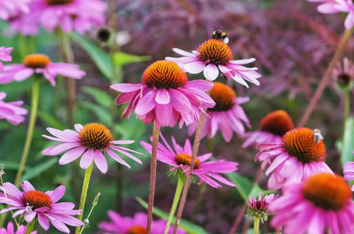 Blühende Vorgärten zu jeder Jahreszeit - ganz einfach!