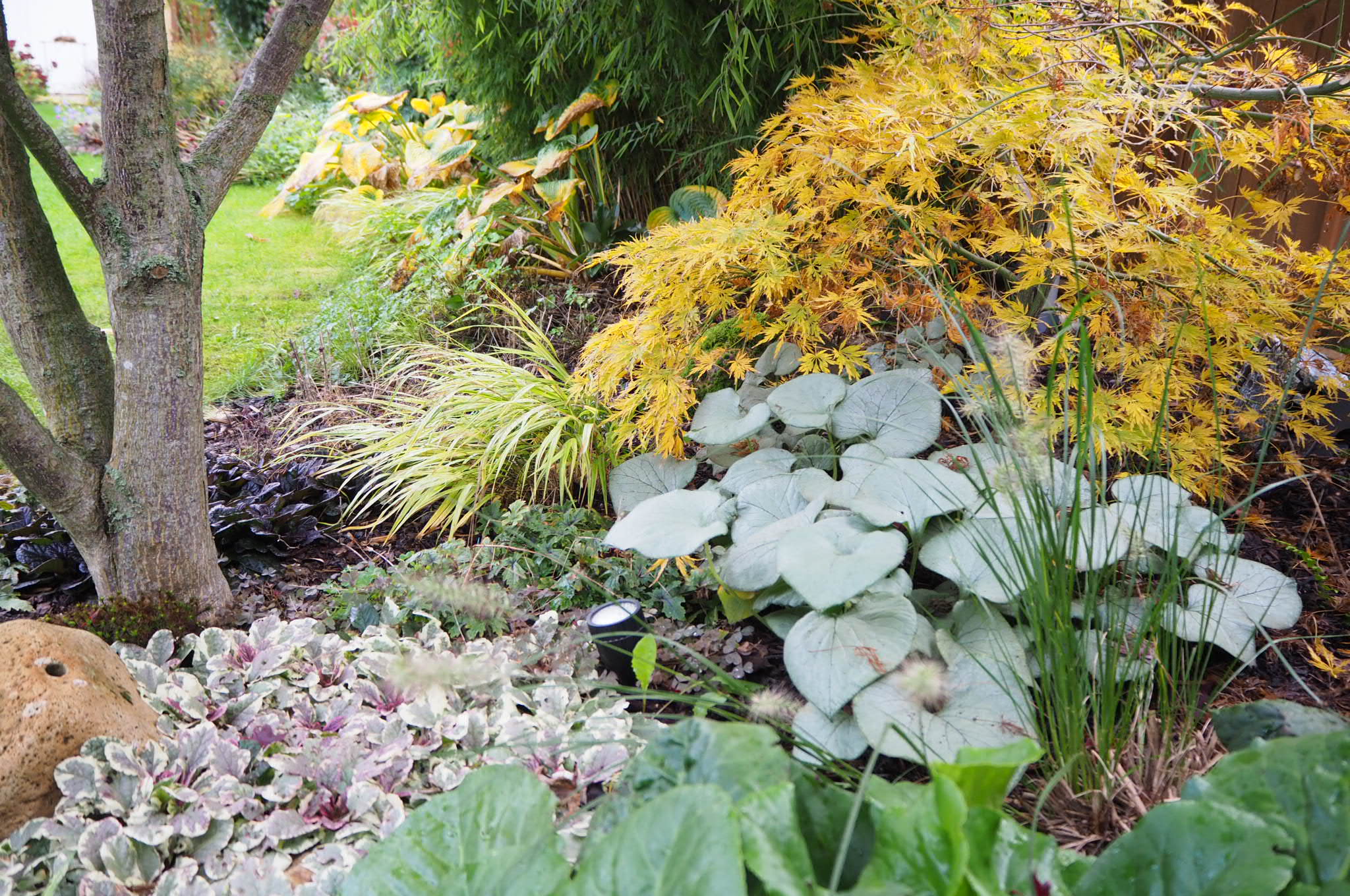 Pflanztipps für den im Schatten • ichsehgrün