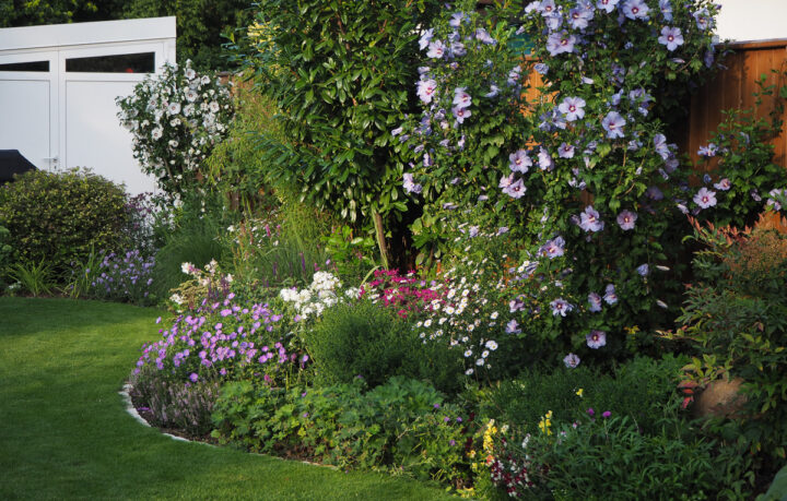 Pflanzen aus dem Online-Shop