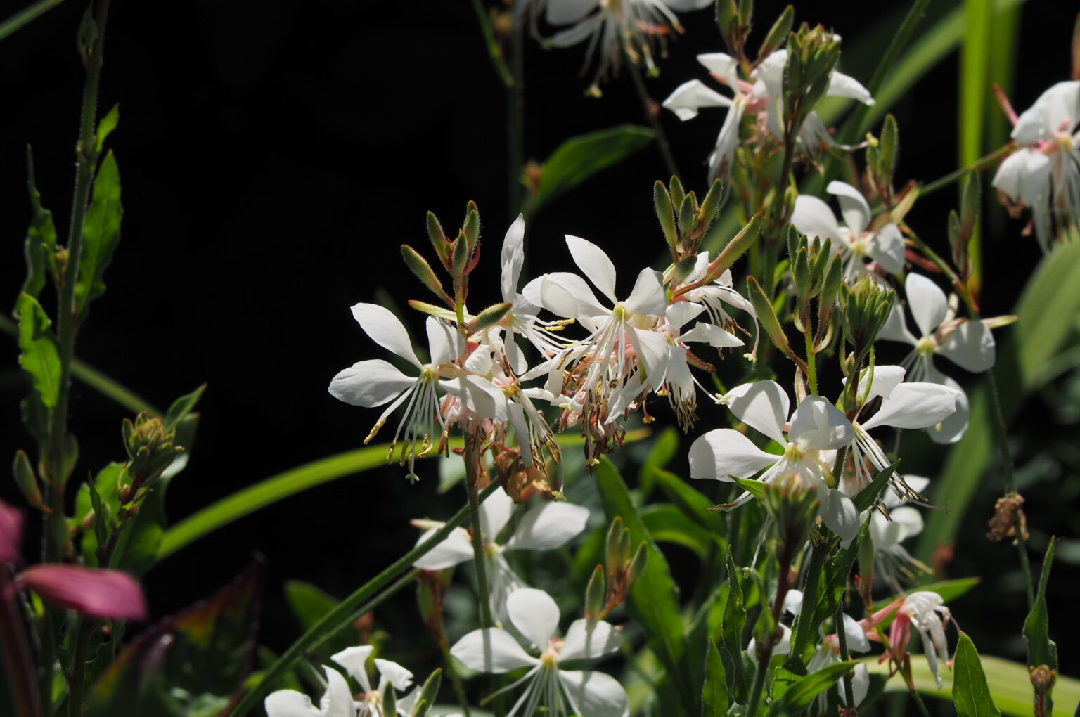 10 Dauerblüher Stauden mit langer Blütezeit • ichsehgrün
