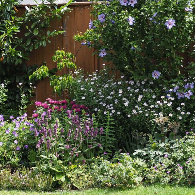 10 Dauerblüher Stauden mit langer Blütezeit • ichsehgrün