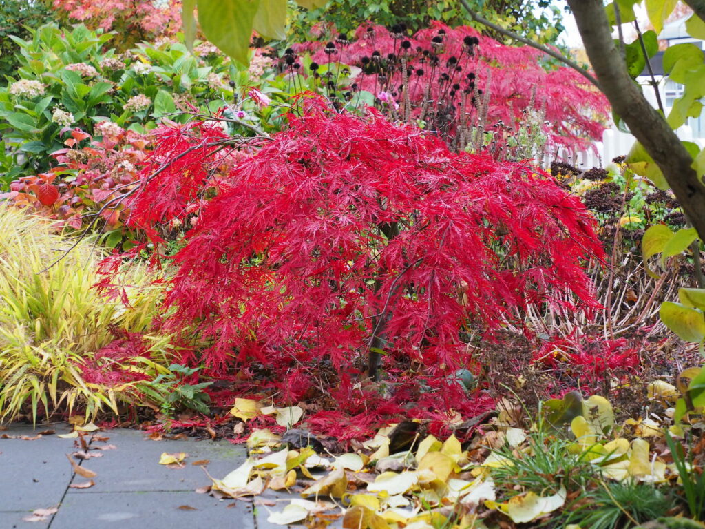 Japanische Ahorne mit Herbstfärbung - Kleine Bäume