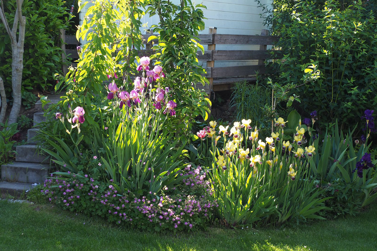 5 Tipps rund um Bartiris • ichsehgrün