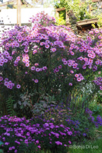 Hohe Stauden: Aster novae-agnliae 'Barr's Pink'