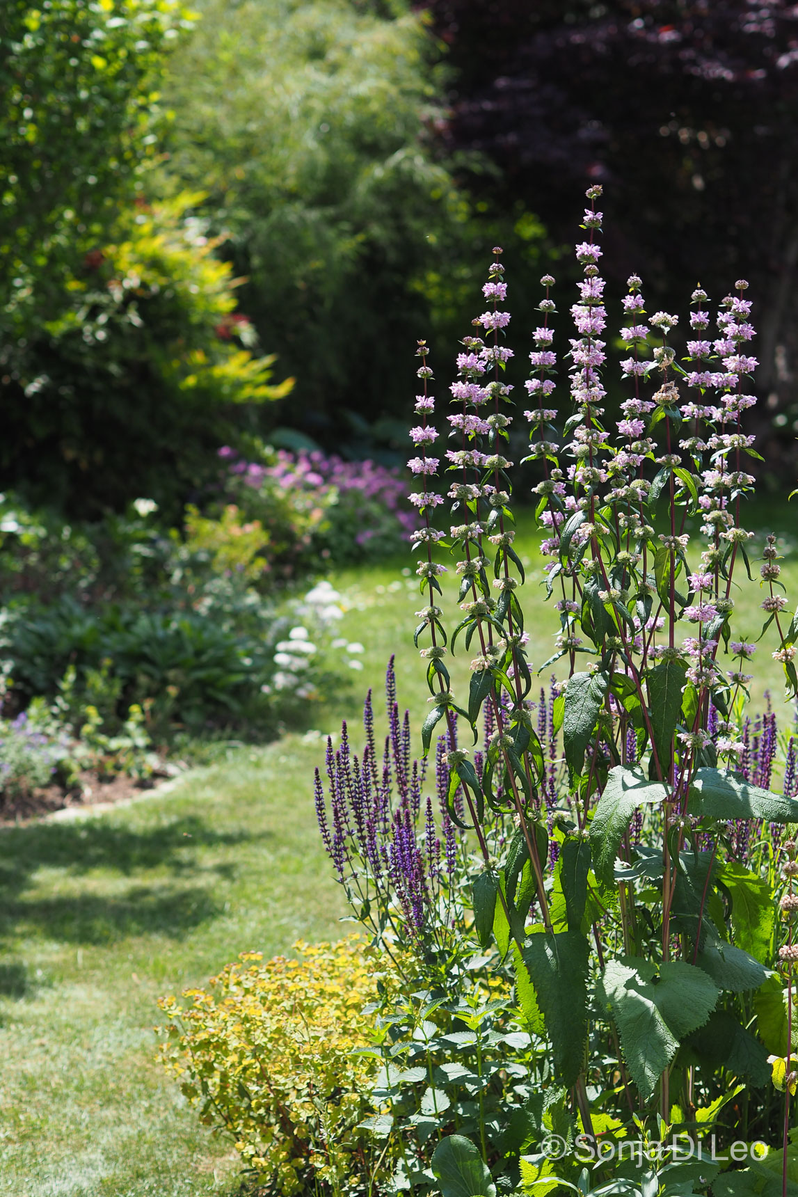 Hohe Stauden Eyecatcher im Garten • ichsehgrün