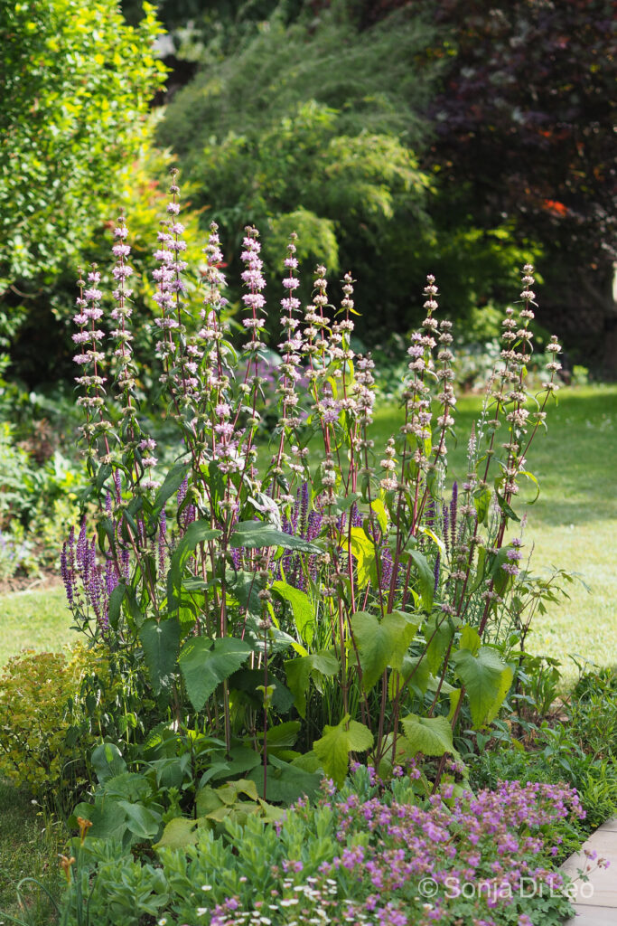 Hohe Stauden Eyecatcher im Garten • Ich seh grün