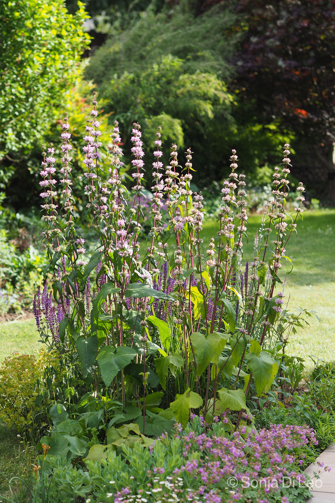 Hohe Stauden Eyecatcher im Garten • ichsehgrün