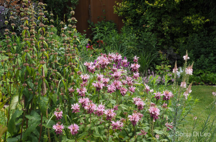 Hohe Stauden: Monarda 'Beauty of Cobham'