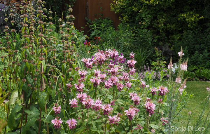 Hohe Stauden: Monarda 'Beauty of Cobham'