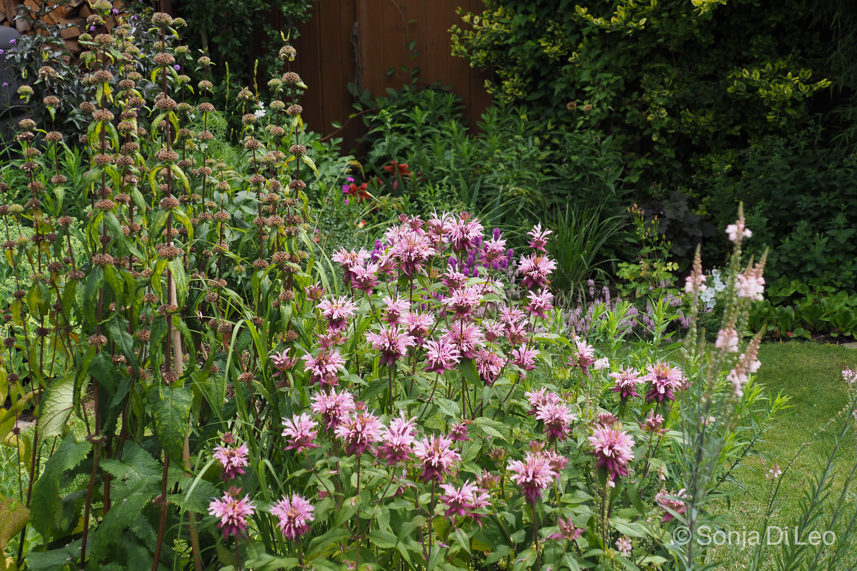 Hohe Stauden Eyecatcher im Garten • ichsehgrün