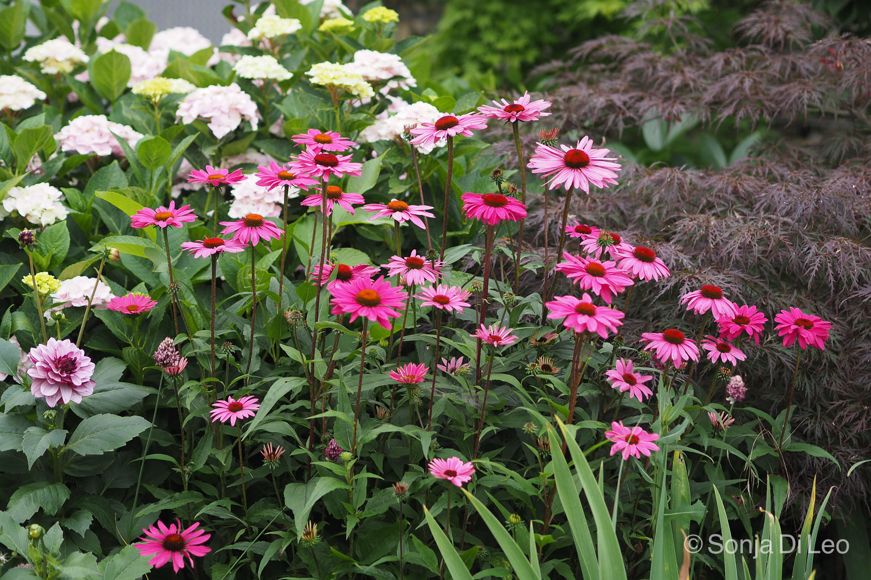 Hohe Stauden - Eyecatcher im Garten • ichsehgrün