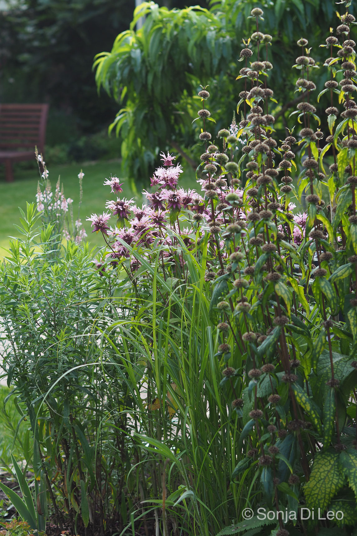 Hohe Stauden Eyecatcher im Garten • ichsehgrün