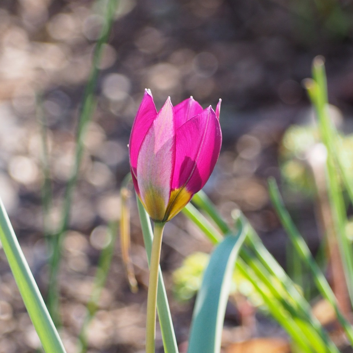 3 Gründe für Botanische Tulpen im Garten ichsehgrün