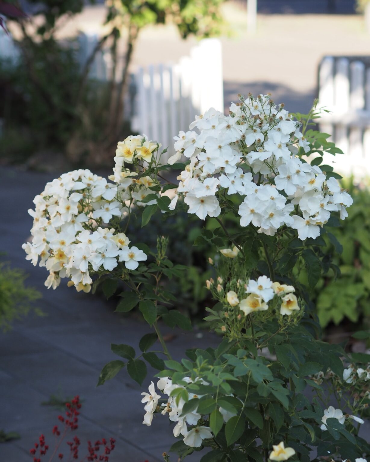 Unkomplizierte Rosen in meinem Garten • ichsehgrün