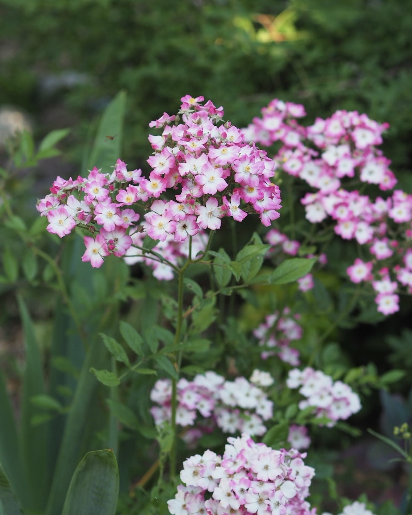 Unkomplizierte Rosen in meinem Garten • ichsehgrün