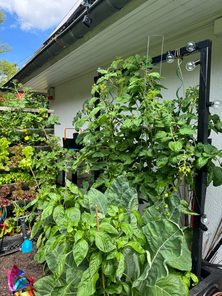 Tomaten im Freiland nach der Behandlung mit Lecithin von Solabiol