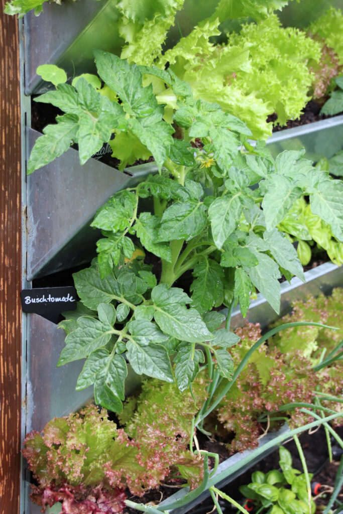 Tomaten im Freiland nach der Behandlung mit Lecithin von Solabiol