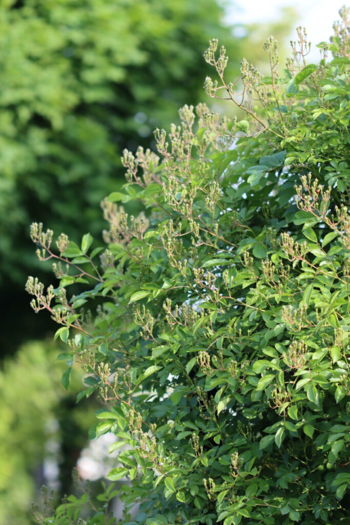Kletterrose behandelt mit Lecithin