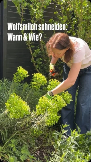 Was muss ich beim Pflanzen von Bambus beachten?  ichsehgrn